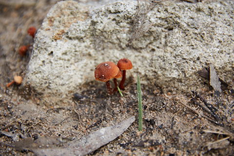 Moorooduc Quarry Walk & Stairs Circuit - Accommodation Nelson Bay 0
