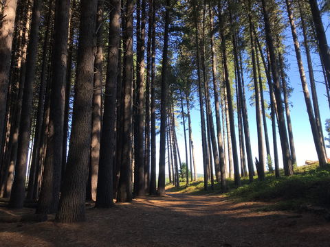 Mountain Bike Trails Tumbarumba - Accommodation Nelson Bay 0
