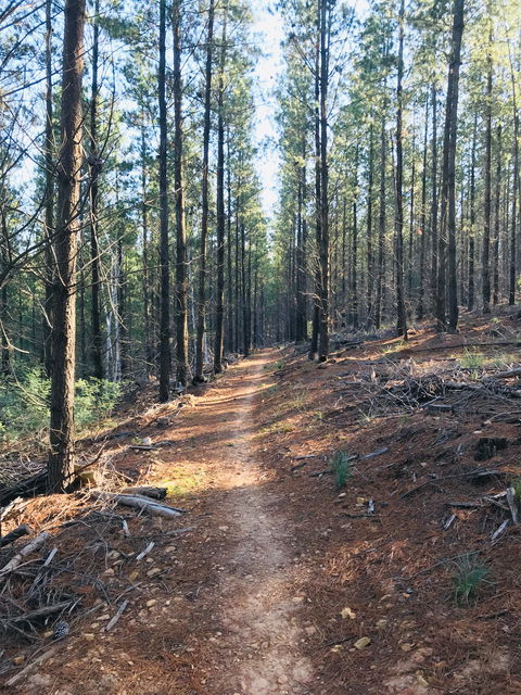 Mountain Bike Trails Tumbarumba - Accommodation Nelson Bay 1