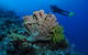 Pixie Pinnacle Dive Site - thumb 1