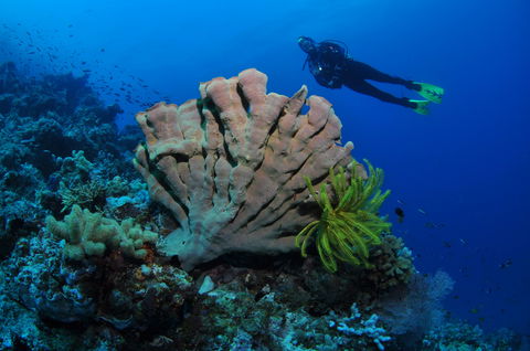 Pixie Pinnacle Dive Site - Accommodation Nelson Bay 1
