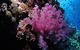 Pixie Pinnacle Dive Site - thumb 2