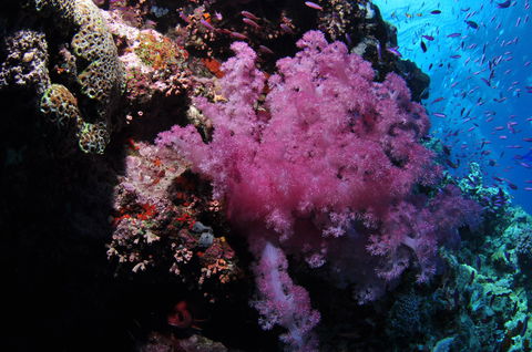 Pixie Pinnacle Dive Site - Accommodation Nelson Bay 2