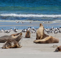 Seal Bay - Accommodation Nelson Bay