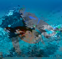 Second Reef Dive Site - Accommodation Nelson Bay