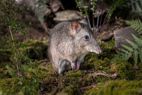Wildlife Wonders - Accommodation Nelson Bay 0