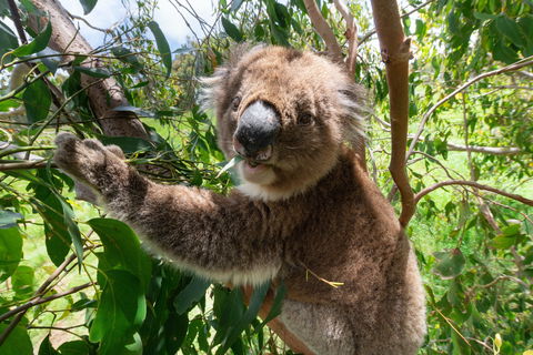 Wildlife Wonders - Accommodation Nelson Bay 1