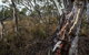 Yanununbeyan State Conservation Area - thumb 0