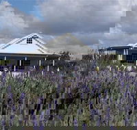 Amandine Lavender - Accommodation Nelson Bay