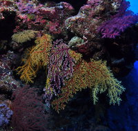 Around The Bend Dive Site - Accommodation Nelson Bay