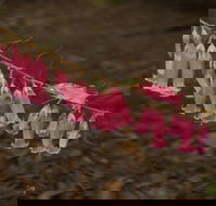 Belgrave - Accommodation Nelson Bay