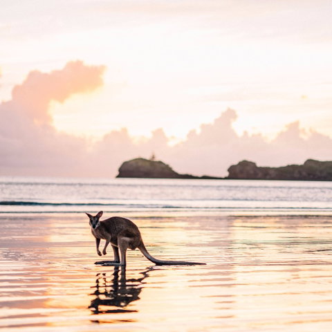 Cape Hillsborough – A Low Tide Fishing Adventure - Accommodation Nelson Bay 0