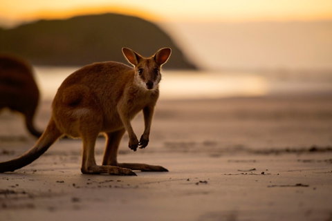 Cape Hillsborough – A Low Tide Fishing Adventure - Accommodation Nelson Bay 1