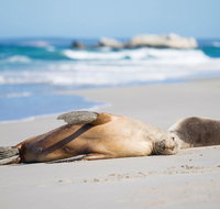 Cape Gantheaume Conservation Park and Wilderness Protection Area - Accommodation Nelson Bay