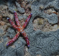 Clam Gardens Dive Site - Accommodation Nelson Bay