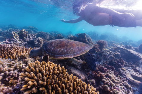 Complete Ningaloo Reef Experience - Accommodation Nelson Bay 0
