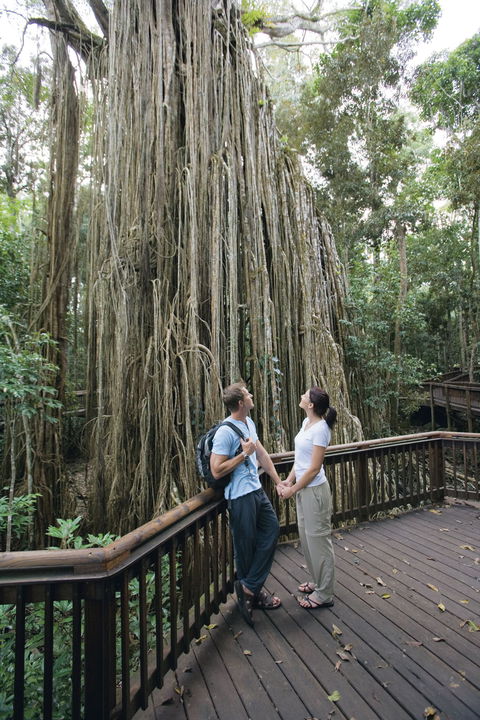 Curtain Fig Tree, Yungaburra - Accommodation Nelson Bay 0