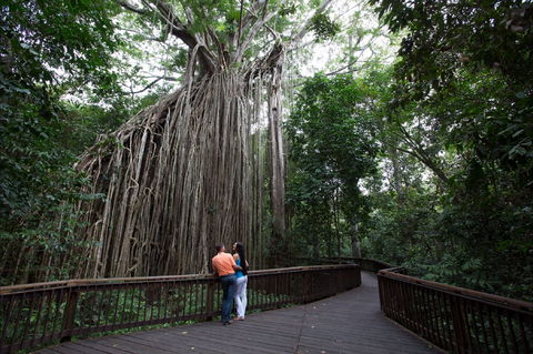 Curtain Fig Tree, Yungaburra - Accommodation Nelson Bay 1