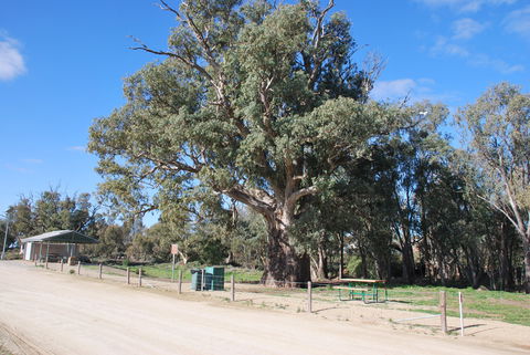Giant Gum Tree - Accommodation Nelson Bay 0