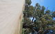 Giant Gum Tree - thumb 1