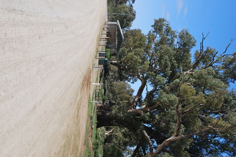 Giant Gum Tree - Accommodation Nelson Bay 1