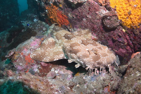Hanging Rock Dive Site - Accommodation Nelson Bay 1