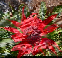 Inverawe Native Gardens - Accommodation Nelson Bay