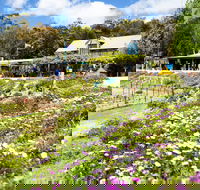 Kate's Berry Farm - Accommodation Nelson Bay