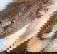 Kyabram Fauna Park - Accommodation Nelson Bay