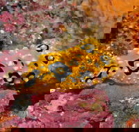 Magic Mountain Dive Site - Accommodation Nelson Bay