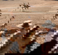 Monarto Safari Park - Accommodation Nelson Bay