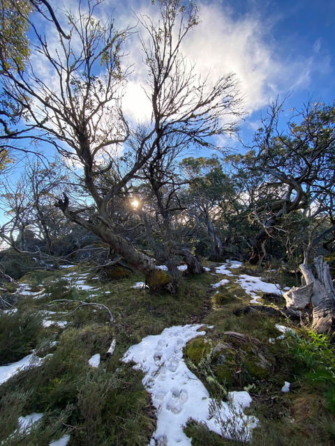 Mount Torbreck Summit Walk - Accommodation Nelson Bay 0