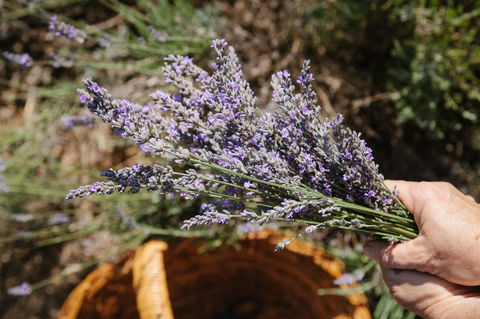Nannup Lavender Farm - Accommodation Nelson Bay 2