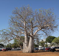 Old Boab Tree in Cavenagh Street - Accommodation Nelson Bay