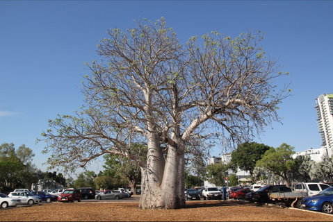 Old Boab Tree In Cavenagh Street - Accommodation Nelson Bay 0