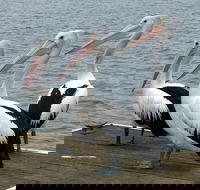 Pelican Feeding - Accommodation Nelson Bay