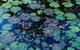 Pine Creek Water Gardens - thumb 0