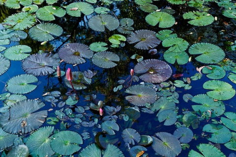 Pine Creek Water Gardens - Accommodation Nelson Bay 0
