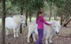 Rain Hayne And Shine Farmyard - thumb 2