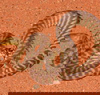 Red Desert Reptiles - Accommodation Nelson Bay