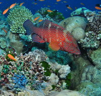 Steve's Bommie Dive Site - Accommodation Nelson Bay