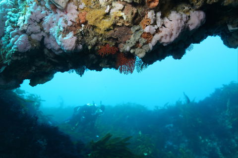 The Arches Marine Sanctuary - Accommodation Nelson Bay 2