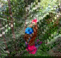 TreeTop Challenge - Sunshine Coast - Accommodation Nelson Bay