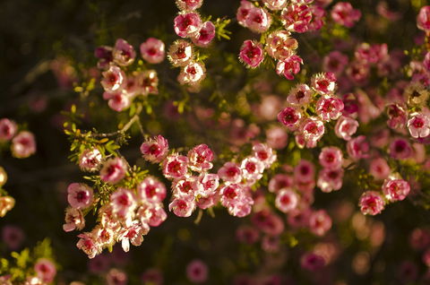Wave Rock Wildflower Trail - Accommodation Nelson Bay 1