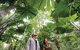 Wet Tropics Rainforest - thumb 0