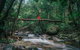 Wet Tropics Rainforest - thumb 1