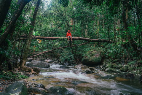 Wet Tropics Rainforest - Accommodation Nelson Bay 1
