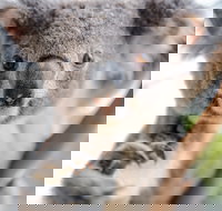 Wild Life Sydney Zoo - Accommodation Nelson Bay