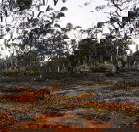 Woylie Walk Dryandra Woodland - Accommodation Nelson Bay