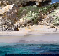 Australian Sea Lions - Accommodation Nelson Bay